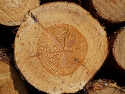 Przekrój ściętego drzewa w lesie nieopodal Puszczy Białowies